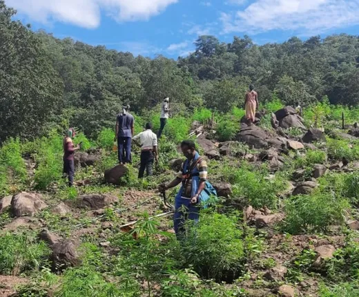 ସରକାରୀ ଜମିରେ ବି ମାଫିଆଙ୍କ ଗଞ୍ଜେଇ ଚାଷ; ୬୫ ଏକର ଜମିରୁ ୧ ଲକ୍ଷ ଗଞ୍ଜେଇ ଗଛ ନଷ୍ଟ କଲା ପୁଲିସ୍‌
