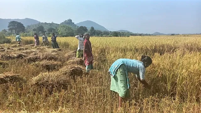 ଖଳାରେ ଗଦା ହେଉଛି ଅଧା ପାଚିଲା ଫସଲ, ଚାଷୀଙ୍କୁ ଘାରିଲାଣି ବାତ୍ୟା ଚିନ୍ତା