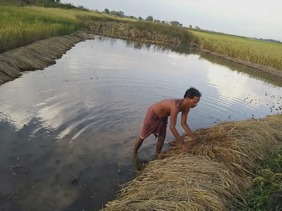 ଖୋର୍ଦ୍ଧା: ଲଘୁଚାପ ଲଗାଣ ବର୍ଷାରେ ୪ ପଞ୍ଚାୟତରେ ୫୦ ହେକ୍ଟର ଧାନ ଫସଲ ନଷ୍ଟ  