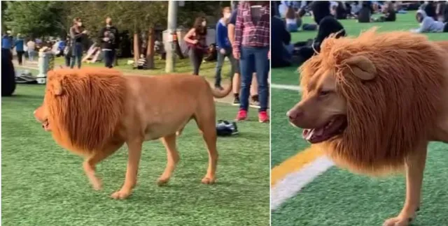 ସିଂହ ଭଳି ପୋଷାକ ପିନ୍ଧି ପାର୍କରେ ପଶିଲା କୁକୁର, ଲୋକଙ୍କ ପ୍ରତିକ୍ରିୟା ଥିଲା ଏଭଳି