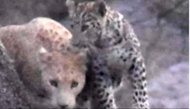 ଦେଶରେ ପ୍ରଥମ ଥର ଦେଖିବାକୁ ମିଳିଲା ଗୋଲାପୀ ରଙ୍ଗର ଚିତାବାଘ