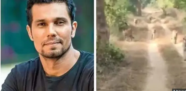 ୬ଟି ବାଘ ଏକାଠି ବୁଲୁଥିବାର ଭିଡିଓ ସେୟାର କ‌ଲେ ରଣଦୀପ ହୁଡ୍ଡା