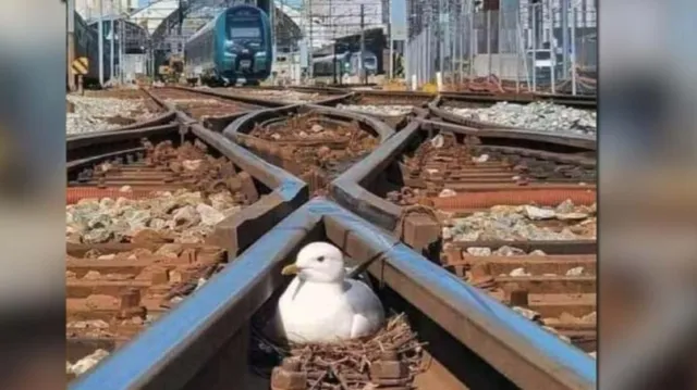  ରେଳଧାରଣାରେ ପକ୍ଷୀ ବସିଥିବାର ଫଟୋ ସେୟାର କରି ଆନନ୍ଦ ମହିନ୍ଦ୍ରା କହିଲେ ଏଭଳି କଥା…