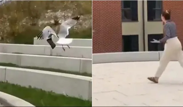 ଯୁବତୀଙ୍କ ଟଙ୍କା ଭର୍ତ୍ତି ବ୍ୟାଗକୁ ଉଡ଼ାଇ ନେଇଗଲା ପକ୍ଷୀ!