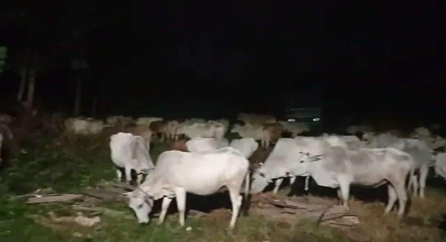 ଗୋରୁ ଚୋରାଚାଲାଣ ବେଳେ ଆର.ଏସ.ଏସ. ସଦସ୍ୟଙ୍କ ଚଢ଼ାଉ: ଶହେରୁ ଉର୍ଦ୍ଧ୍ୱ ଗୋରୁ ଉଦ୍ଧାର