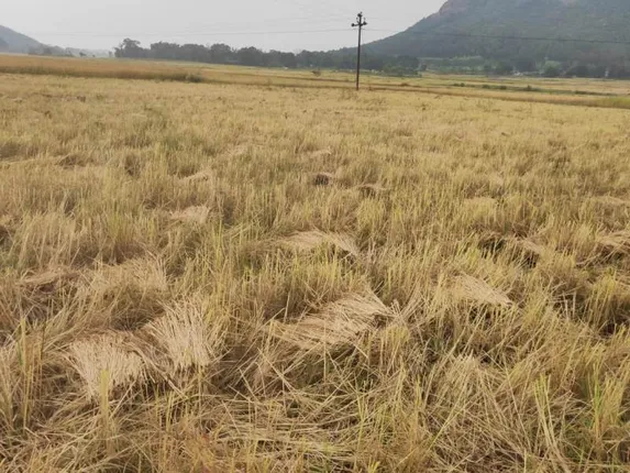 ଅଦିନିଆ ବର୍ଷାରେ ପାଚିଲା ଧାନ ନଷ୍ଟ, ଚାଷୀ ହତାଶ