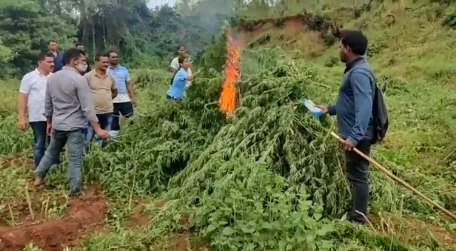 ୩୮ ଏକର ଗଞ୍ଜେଇ ଗଛ ପୋଡ଼ି ନଷ୍ଟ କଲା ପୁଲିସ ଓ ଅବକାରୀ ବିଭାଗ