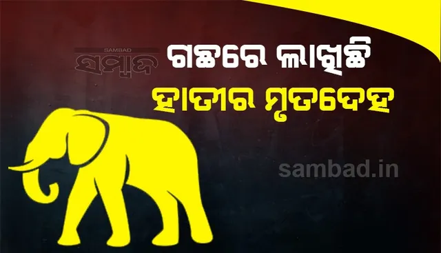 ପାହାଡ଼ ଉପରୁ ଖସିଲା ହାତୀ, ଗଛରେ ଲାଖିଛି ମୃତଦେହ