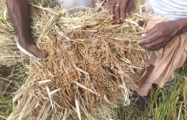 ଅଦିନିଆ ବର୍ଷା ଉଜାଡ଼ିଲା, ପାଚିଲା ଧାନ ଗଜା ହେଲା