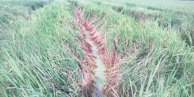 ଚାଷୀଙ୍କ ଚିନ୍ତା ବଢ଼ାଇଲା ଚକଡ଼ା ପୋକ, ଗହୀରରୁ ଗହୀରକୁ ଡେଇଁଲେଣି