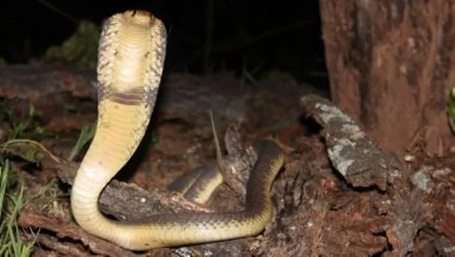 ଶୌଚ ପାଇଁ ଯାଇଥିବା ବେଳେ ସର୍ପ ଦଂଶନରେ ପର୍ଯ୍ୟଟକ ଗୁରୁତର