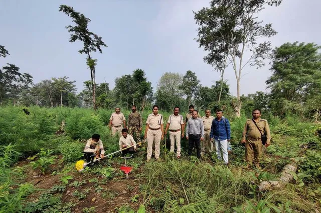 ବୌଦ୍ଧ: ୩୦ ଏକର ସରକାରୀ ଜମିରେ ଚାଷ ହୋଇଥିବା ଗଞ୍ଜେଇ ଗଛ ନଷ୍ଟ