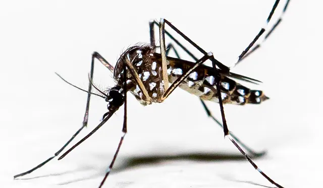 ଡେଙ୍ଗୁ ନେଲା ଏଏନ୍ଏମଙ୍କ ଜୀବନ