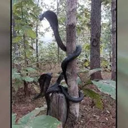 ଗୋଟିଏ ଗଛରେ ଗୁଡ଼ାଇ ହୋଇ ଫଣା ଟେକି ରହିଛନ୍ତି ତିନିଟି ବିରଳ କଳାରଙ୍ଗର ଅହିରାଜ