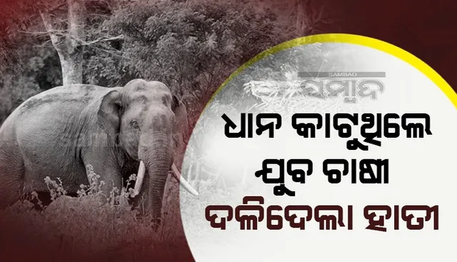 କ୍ଷେତରେ ଧାନ କାଟୁଥିଲା ବେଳେ ହାତୀ ଆକ୍ରମଣରେ ଯୁବକ ମୃତ
