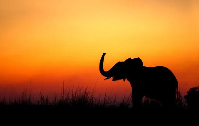 ଯୁଯୁମୁରା ଅଞ୍ଚଳରେ ପୁଣି ଏକ ହାତୀର ମୃତ୍ୟୁ