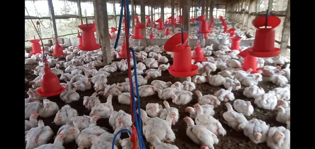 ଡିଜେର ବିକଟାଳ ଶବ୍ଦରେ ମରିଗଲେ ୬୩ କୁକୁଡ଼ା