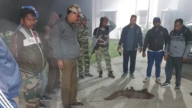 ମୋହନାରୁ ବିରଳ ବଜ୍ରକାପ୍ତା ଉଦ୍ଧାର