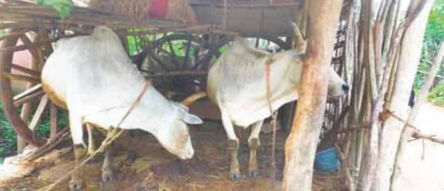 ଓଡ଼ଗାଁରେ ମୋ ଗୁହାଳ ଯୋଜନା ବାଟବଣା: ଅଧାରୁ ଅଧିକ ଗୁହାଳ ନିର୍ବାଚିତ ପ୍ରତିନିଧି ହାତେଇଥିବା ବେଳେ ଚାଷୀ ଜଳକା