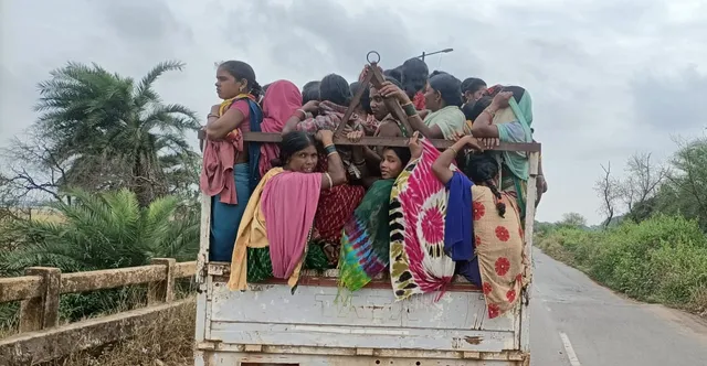 ଜୟପୁରରେ ଗୋରୁଙ୍କ ଭଳି ଯାତ୍ରୀ ପରିବହନ। (ଫଟୋ: ସୁରେଶ ନାଇଡୁ)