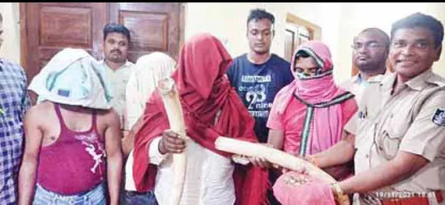 ହାତୀ ଦାନ୍ତ, ଚିତାବାଘ ଜବତ