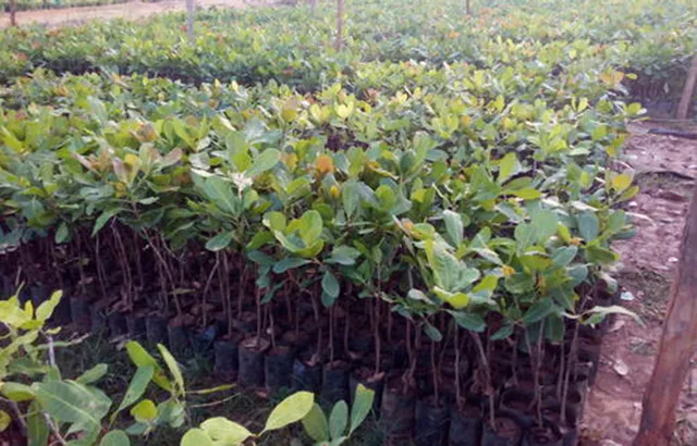 କାଜୁ ନିଗମ ଦୁର୍ନୀତିର ତଦନ୍ତ ନିର୍ଦ୍ଦେଶ