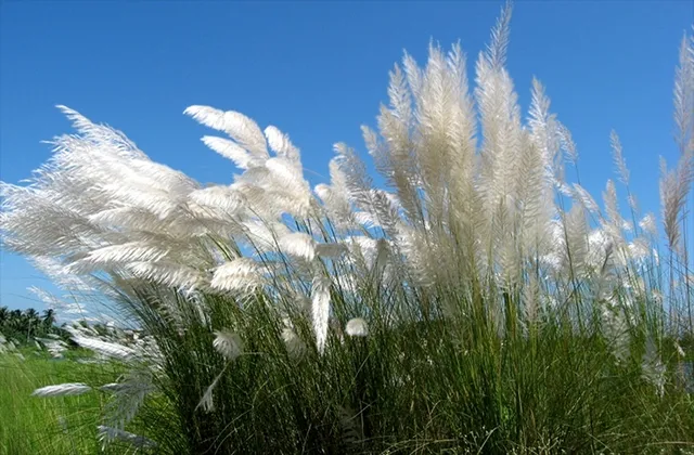 କାଶତଣ୍ଡୀର କ୍ଷୋଭ