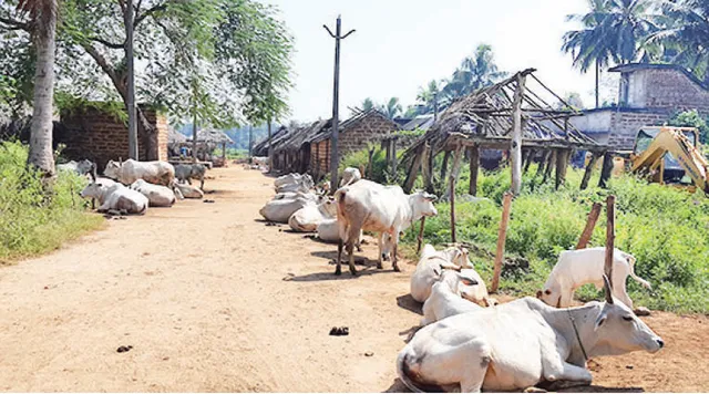 ନୂଆଗାଁ ବ୍ଲକ୍‌ରେ ‘ମୋ ଗୁହାଳ’ ଯୋଜନା ବିଫଳ: କଂକ୍ରିଟ୍‌ ରାସ୍ତା ପାଲଟିଛି ଗୋରୁଙ୍କ ଆଶ୍ରୟସ୍ଥଳୀ