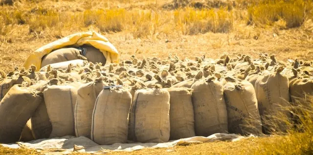 ରବି ଧାନ ସଂଗ୍ରହ, ଆରମ୍ଭରୁ ଅବ୍ୟବସ୍ଥା: କଟକରେ ଟୋକନ ପାଇଁ ଟଙ୍କା