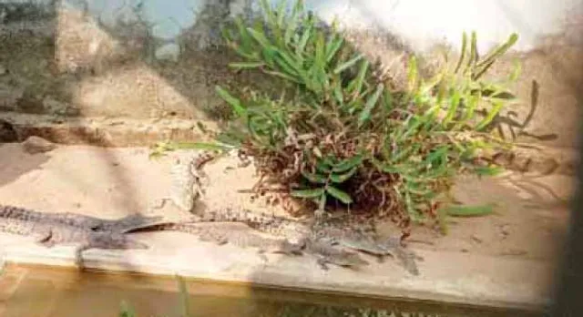 କୁମ୍ଭୀର ପ୍ରଜନନ କେନ୍ଦ୍ରରେ ୩ ବର୍ଷର ଧଳା କୁମ୍ଭୀର