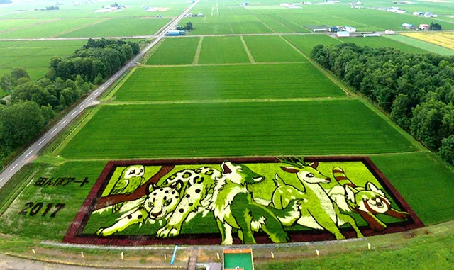 ଖୋଲା ଝରକା: ଧାନ କ୍ଷେତ ପାଲଟିଛି କାନ୍‌ଭାସ୍‌