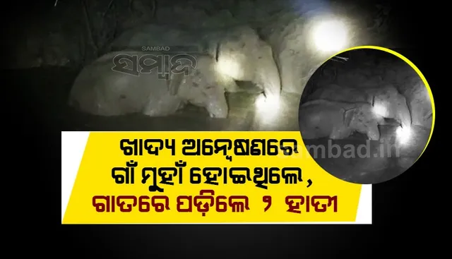 ଗଭୀର ଗାତରେ ଫସିଲେ ଦୁଇ ଗଜରାଜ; ଅନ୍ଧାର ରାତିରେ ଉଦ୍ଧାର କାର୍ଯ୍ୟ ଜାରି