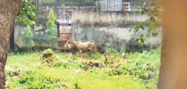 ସିଂହ ସଫାରିରେ ସଂଘର୍ଷ: ଶରତ ଆକ୍ରମଣରେ ସମ୍ରାଟ ଘାଇଲା