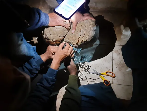 ରେଡିଓ ଟ୍ରାନ୍ସମିଟର ଲଗାଇ ଛଡାଯାଇଥିବା ବଜ୍ରକାପ୍ତା ପୁରୁଣାବାରଙ୍ଗରୁ ଉଦ୍ଧାର