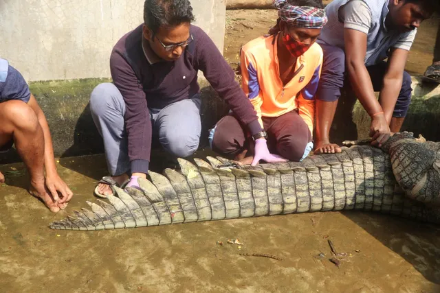 ନନ୍ଦନକାନନର କୁମ୍ଭୀର ଘଡ଼ିଆଳ ଦେହରେ ଲଗାଗଲା ଟ୍ରାନ୍ସମିଟର