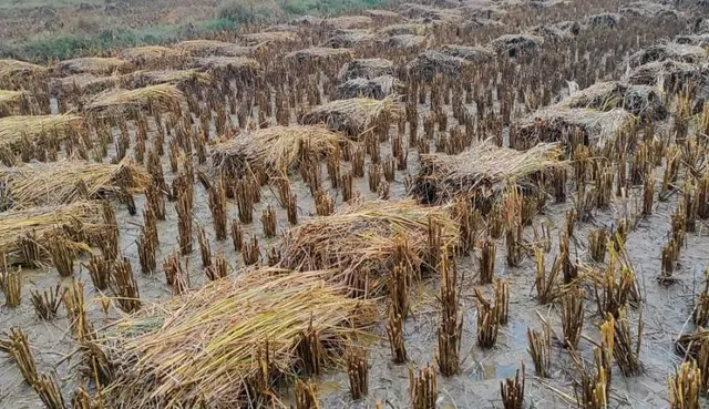 ଦୁର୍ବଳ ହେଲା ବାତ୍ୟା ଜୱାଦ୍, ତଥାପି ଟଳିନି ବିପଦ: ମିଳିଲାନି ସୁରକ୍ଷିତ ସ୍ଥାନ, ବର୍ଷାରେ ଭିଜିଲା ପାଚିଲା ଧାନ