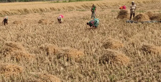 ସମ୍ଭାବିତ ବନ୍ୟା ପାଇଁ ଚାଷୀ ବିକଳ, ସାମ୍ଭାବ୍ୟ ବାତ୍ୟାକୁ ନେଇ ଚାଷୀଙ୍କ ବଢିଲା ଚିନ୍ତା 