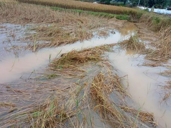 ବର୍ଷା ଭାଙ୍ଗି ଦେଲା ଚାଷୀଙ୍କ ମେରୁଦଣ୍ଡ, ‘ଜୱାଦ୍‌’ରୁ ବର୍ତ୍ତିଥିଲା, ଏବେ ଅଦିନିଆ ବର୍ଷାରେ ଯିବ