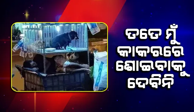 ନିଜ ମୁଣ୍ଡ ଉପରେ ଛାତ ନଥିବା ବ୍ୟକ୍ତି କୁକୁର ପାଇଁ ତିଆରି କଲେ ସୁସଜ୍ଜିତ ଘର, ଲୋକଙ୍କ ମନ କିଣିଲା ଫଟୋ