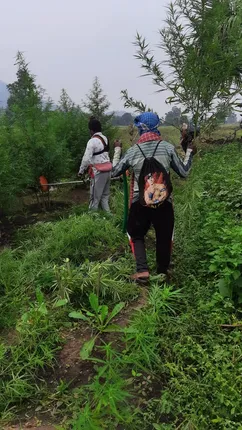 ୧୨ କୋଟିରୁ ଉର୍ଦ୍ଧ୍ବ ଟଙ୍କାର ଗଞ୍ଜେଇ ଗଛକୁ ନଷ୍ଟ କଲା ପୁଲିସ