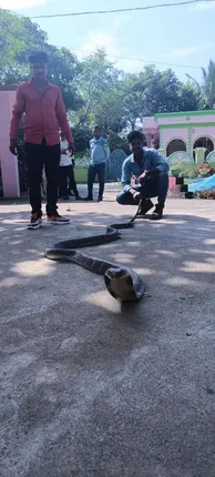 ୧୨ ଫୁଟର କିଙ୍ଗ କୋବ୍ରା ଉଦ୍ଧାର