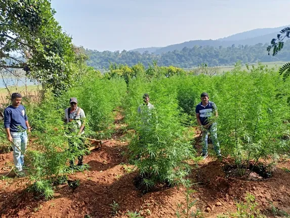 ୩ ଥାନା ପକ୍ଷରୁ ଚଢ଼ଉ; ୧୨୬ ଏକର ସରକାରୀ ଜମିର ଗଞ୍ଜେଇ ଗଛକୁ ନଷ୍ଟ