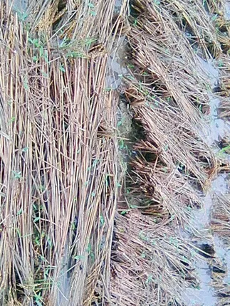 ଜୱାଦ୍‌: ଉଜାଡ଼ିବା ଆଗରୁ ସଜଡ଼ା, ହଜାଇ ଦେଲାଣି ଚାଷୀଙ୍କ ନିଦ