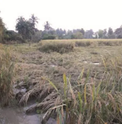 ଚାଷୀଙ୍କ ମୁଣ୍ଡରେ ବର୍ଷା ଚଡ଼କ: ପାଚିଲା ଧାନକୁ ‘ଗଜା-ଫିମ୍ପି’ ବିପଦ!