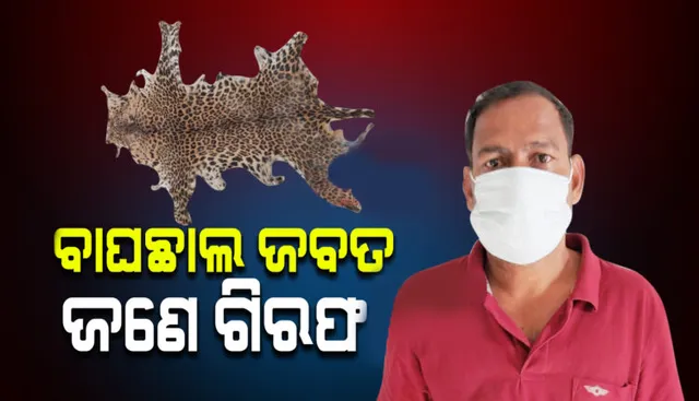 ରାସ୍ତାକଡ଼ରେ ମୂଲଚାଲ ଚାଲିଥିବା ବେଳେ ଏସଟିଏଫ ହାତରେ ଧରାପଡ଼ିଲେ ଚୋରାଚାଲାଣକାରୀ: ବାଘଛାଲ ଜବତ