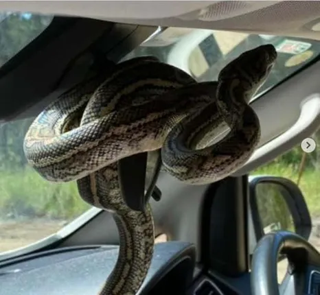 ପିକନିକ ସାରି ଫେରିଲା ବେଳକୁ କାର ଭିତ‌ରେ ଗୁଡ଼ାଇ ହୋଇ ରହିଥିଲା ଅଜଗର