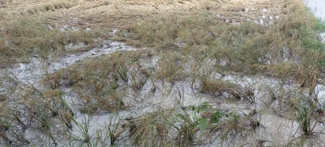 ଧାନ କ୍ଷେତରେ ପାଣି ଭର୍ତ୍ତି, ଉଜୁଡିଯିବ ଗେଣ୍ଡୁଫୁଲ ଓ ପନିପରିବା ଚାଷ!