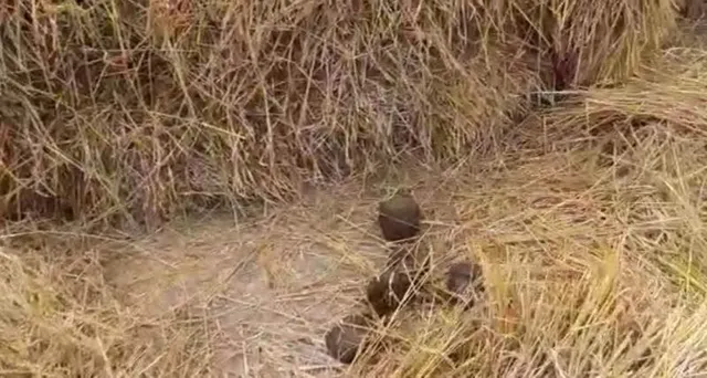 କଣ୍ଟାମାଳରେ ହାତୀ ଉପଦ୍ରବ: ଧାନ ଖାଇବା ସହ ନଷ୍ଟ କଲେ ଫସଲ