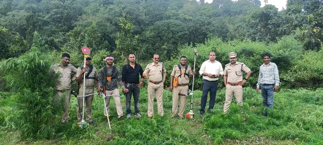 ଆର.ଉଦୟଗିରି ପୁଲିସ ଓ ଅବକାରୀ ବିଭାଗର ଚଢ଼ାଉ: ୧୮ କୋଟି ଟଙ୍କାର ଗଞ୍ଜେଇ ଗଛ ନଷ୍ଟ