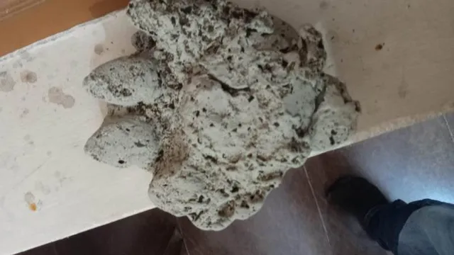 ନୀଳଗିରି ଉପଖଣ୍ଡ ଅନ୍ତର୍ଗତ କୁଲଡ଼ିହା ଅଭୟାରଣ୍ୟରେ ବାଘର ସନ୍ଧାନ!